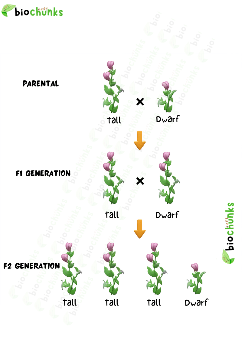 Principles of Inheritance and Variation