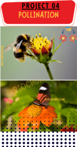 Pollination