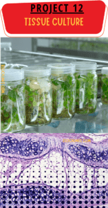 Tissue Culture