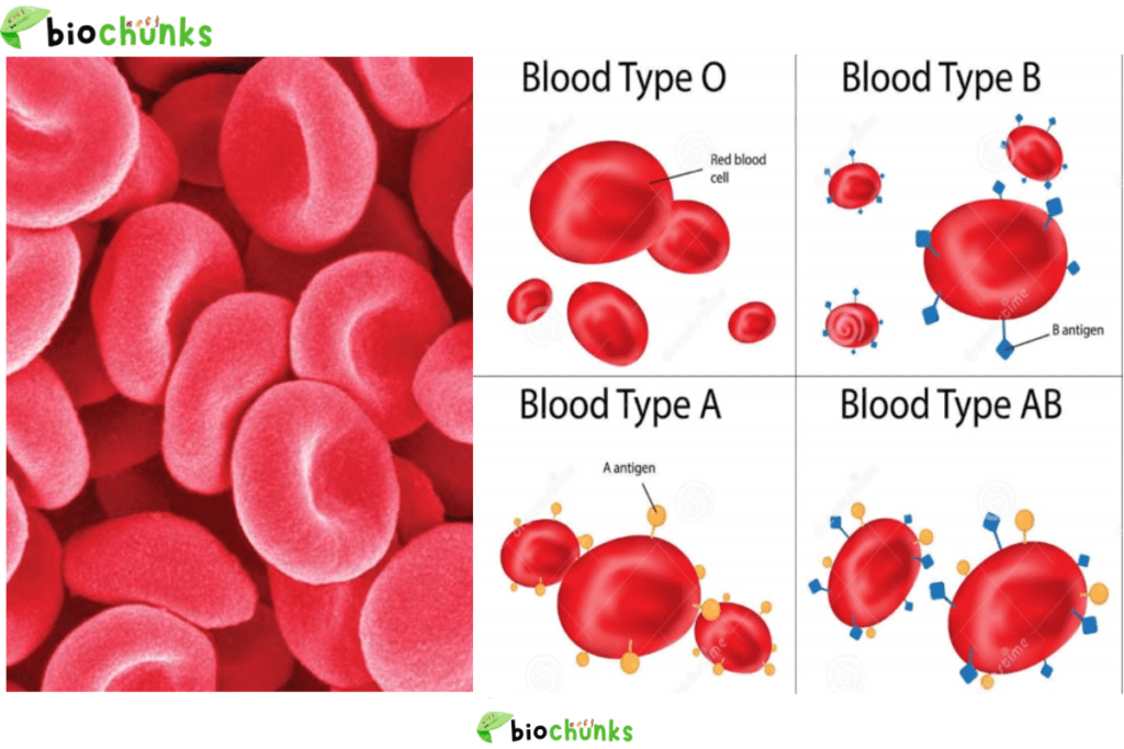 ABO-Blood-Grouping